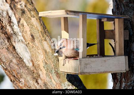 Eurasian jay or Garrulus glandarius bird colorful member of the crow family, perched eating on bird feeder table with. Bird feeding concept. Selective Stock Photo