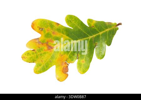 Autumn oak leaf isolated on white background Stock Photo