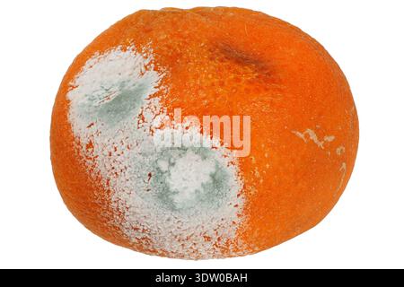 Nasty rotten orange isolated on white background Stock Photo