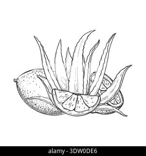 Aloe plant, lemon fruit monochrome black and white vector illustration. Healthy juicy aloe vera leaves and citrus fruit ingredients Stock Vector