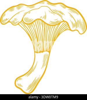 Line drawing of a golden chanterelle mushroom with wavy cap edges in yellow ink style Stock Vector