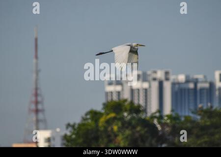 Great egret in flight. Photographed in northern part of Malaysia. Stock Photo