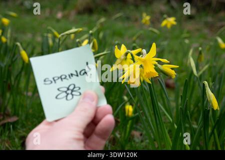 A hand holding a sticky note with the word “SPRING!” next to a vibrant patch of blooming daffodils. The bright yellow flowers, iconic in the UK Stock Photo