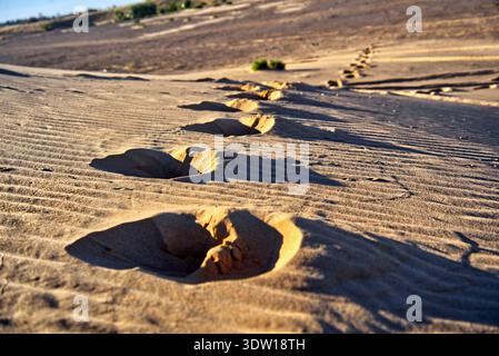 Camel footprints creating a path across rippled sand dunes with long shadows under warm sunlight, symbolizing journey, adventure, and exploration in t Stock Photo