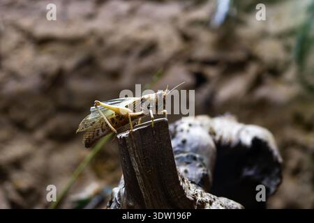 Close-up of a grasshopper perched on a broken wooden twig, orthoptera, caelifera Stock Photo