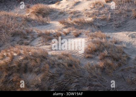 Textured view of sand dunes covered with dry grass in the rays of the setting sun. The wind created rhythmic patterns on the sand-waves. The landscape Stock Photo