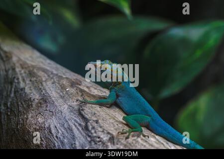 Vibrant turquoise lizard with orange-speckled head resting on a tree branch, shallow depth of field with soft green tropical foliage bokeh, Anolis mar Stock Photo