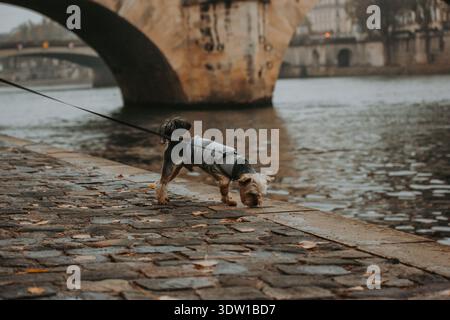 Yorkshire Terrier sniffing the ground near a river. A small Yorkshire Terrier wearing a gray sweater sniffs the ground on a stone walkway near a river Stock Photo