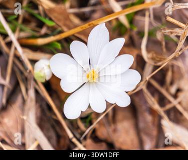 Bloodroot flower iblooming among forest leaf litter Stock Photo