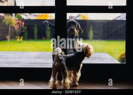 Two dogs - a big one and small one - looking through a glass door at each other. A Yorkshire terrier and Drahthaar looking through a glass door. Stock Photo