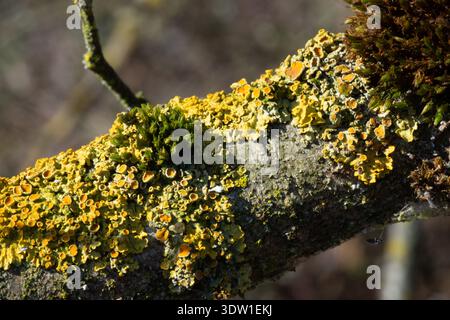 Xanthoria parietina is a common and widespread lichen-forming fungus in the family Teloschistaceae. Commonly known as the yellow wall lichen, common o Stock Photo