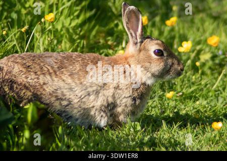 Wild rabbit sitting in green grass with yellow wildflowers in a natural meadow, County Donegal, Ireland. Stock Photo