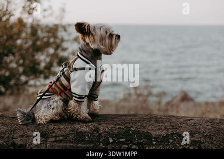 Dog in a stylish jacket enjoying the scenic view by the water. A cute doggy wearing a fashionable jacket, looking out at the water. The dog is on a le Stock Photo