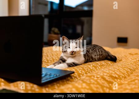 Cat relaxing on a bed with a laptop, looking at the screen. A tabby cat is lying on a bed with a black laptop, appearing to be watching something on t Stock Photo