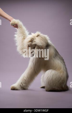 Afghan Hound offers a raised paw while sitting in front of a human. The moment appears serene and well-trained. Stock Photo