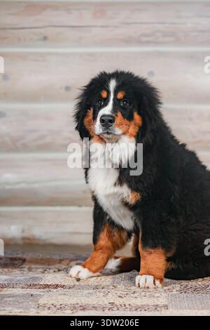 Bernese Mountain Dog puppy lying on rug near wooden wall, indoor studio portrait Stock Photo