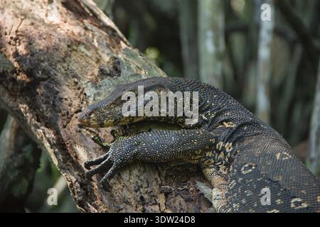 Large water monitor lizard resting on a tree trunk, detailed reptile close up Stock Photo