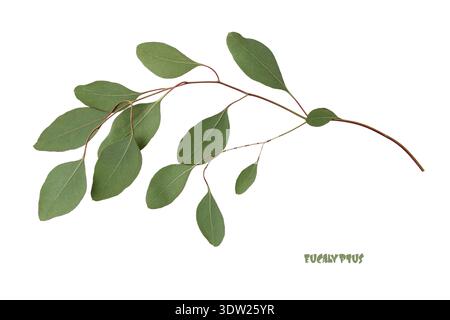 Natural green eucalyptus Populus branch isolated on white background. Stock Photo