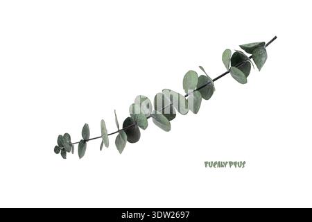Natural Baby blue eucalyptus branch isolated on white background. Stock Photo