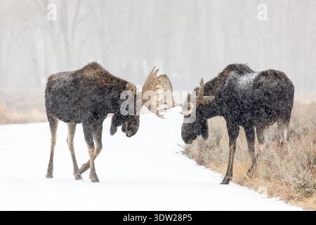 Two bull moose fighting in the snow in Grand Teton National Park Stock Photo