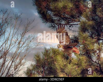 Red-tailed hawk taking flight from a pine tree branch against a colorful sunset sky in a natural woodland setting Stock Photo