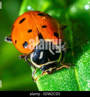 Tiny Traveler: Ladybug on a Leaf Stock Photo