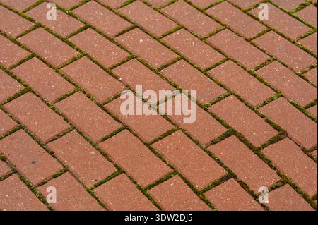 Ancient Brick Walkway With Moss. Old Mortar Joints Among Bricks Showing Signs Of Age And Wear Stock Photo