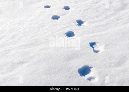Close-up of human footprints in deep snow illuminated by bright winter sunlight, minimal cold landscape Stock Photo