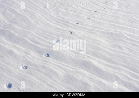 rail of dog footprints across fresh wind-textured snow under bright winter light, minimal cold background Stock Photo