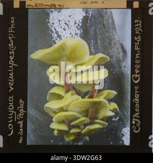 Flammulina velutipes is a species of edible agaric fungus in the family Physalacriaceae, formerly classified as Collybia velutipes. The archival image records a 1933 glass lantern slide prepared by Conrad Theodore Green (1863–1940), Fellow of the Linnean Society, documenting specimens noted on dead poplar stumps. The historical photographic print consists of glass, paper, and photographic emulsion with applied pigment for instructional use. Stock Photo