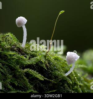 Two tiny bonnet mushrooms growing on moss covered twig. Tipperary, Ireland Stock Photo