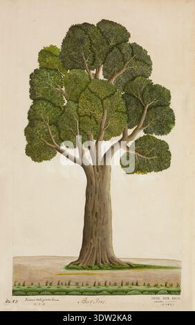 Ficus religiosa Linn, commonly known as the Peepal tree, Bodhi tree, or Bo tree, is a species revered in various religious traditions, including Hinduism, Jainism, and Buddhism. It is the sacred tree under which the Buddha attained enlightenment. This painting, possibly from the 19th-century Indian botanical collection of Richard Cresswell (1815–1882), depicts the tree’s medicinal uses in Ayurveda. The work is part of the Cresswell Collection, which includes various Indian botanical illustrations. Stock Photo