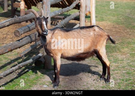 This domestic goat exhibits a mixed brown and black coat, with prominent horns and a watchful gaze, standing in a grassy enclosure Stock Photo