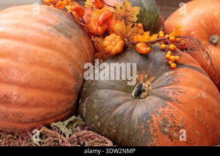 A close-up view of various pumpkins and gourds, some with dark green and orange hues, adorned with fall foliage and small orange berries Stock Photo