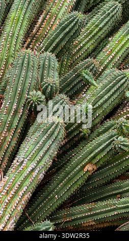 Cactus texture background with ribbed green succulent pattern Stock Photo