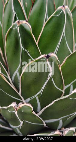 Agave leaf texture with geometric green botanical pattern Stock Photo
