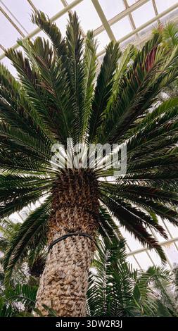 Tropical palm tree canopy with lush green foliage pattern Stock Photo