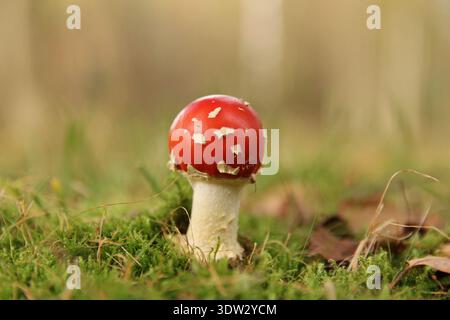 a little red fly agaric mushroom closeup in a green forest in autumn Stock Photo