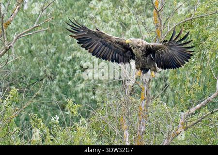 White-tailed eagle Haliaeetus albicilla displaying its large wingspan as it comes into land Stock Photo