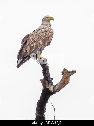 White-tailed eagle majestically Haliaeetus albicilla perched Stock Photo