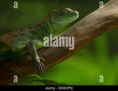 green basilisk female gets a close up while perched on a tree limb in captivity Stock Photo