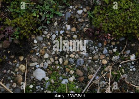 Moss and Lichen with Small Pebbles on Sandy Soil, Natural Macro Texture Background Stock Photo