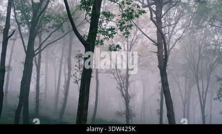 Atmospheric woodland scene with heavy fog, dreamy forest landscape, mysterious morning mist in spring nature, ethereal green trees background Stock Photo