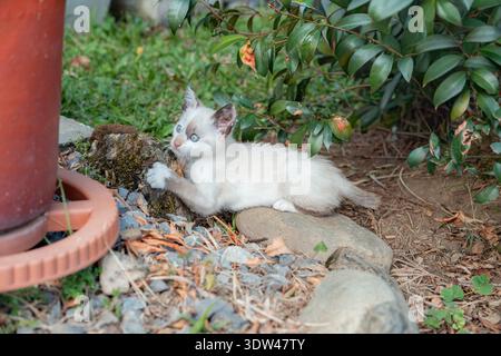 Little kitten with beautiful blue eyes exploring garden environment, playing outdoors near mossy rocks and green foliage, showing curiosity and innoce Stock Photo