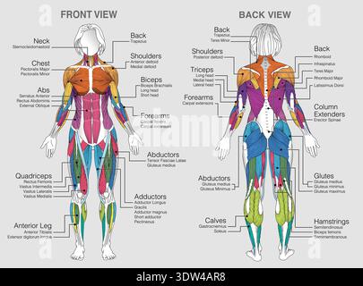 The graphic shows the location of the muscles of the woman body with their names on a gray background. Vector image Stock Vector