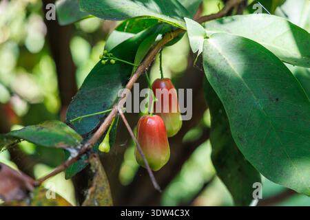 Fresh red rose apple or water apple hanging on a tree branch with green leaves in a tropical garden Stock Photo