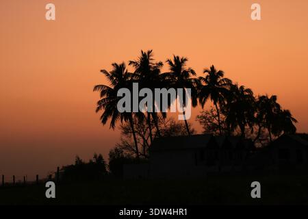 Bright lit sky over silhouettes of coco palms at sunset, Basapur, India. Stock Photo