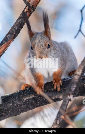 Portrait of a squirrel on a tree trunk. A curious red squirrel peeks out from behind a tree trunk Stock Photo