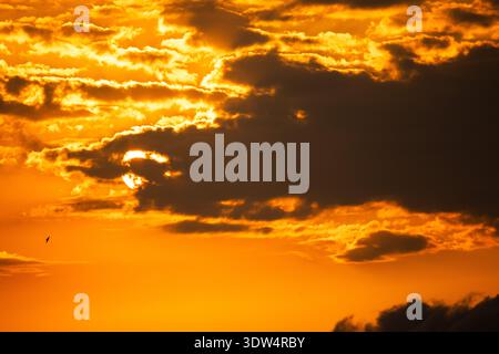 Dramatic golden sunrise sky with dark clouds partially covering the sun and a bird flying in the distance Stock Photo