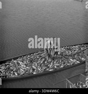 Historical 1970s black and white image captures a dedicated male fisherman in a waterproof jacket and flat cap standing inside a large wooden boat overflowing with a massive catch of live fish. Using a net, he works on the water during the rich autumn harvest at the "Donrybkombinat" fish farm in the Slavyansk district, Donetsk region, Ukrainian SSR, USSR. This authentic archival photo reflects Soviet agricultural labor, industrial abundance, and the calm atmosphere in the peaceful Donbass before the war. Stock Photo